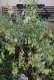 Sutherlandia frutescens RCP7 2015 (33).JPG